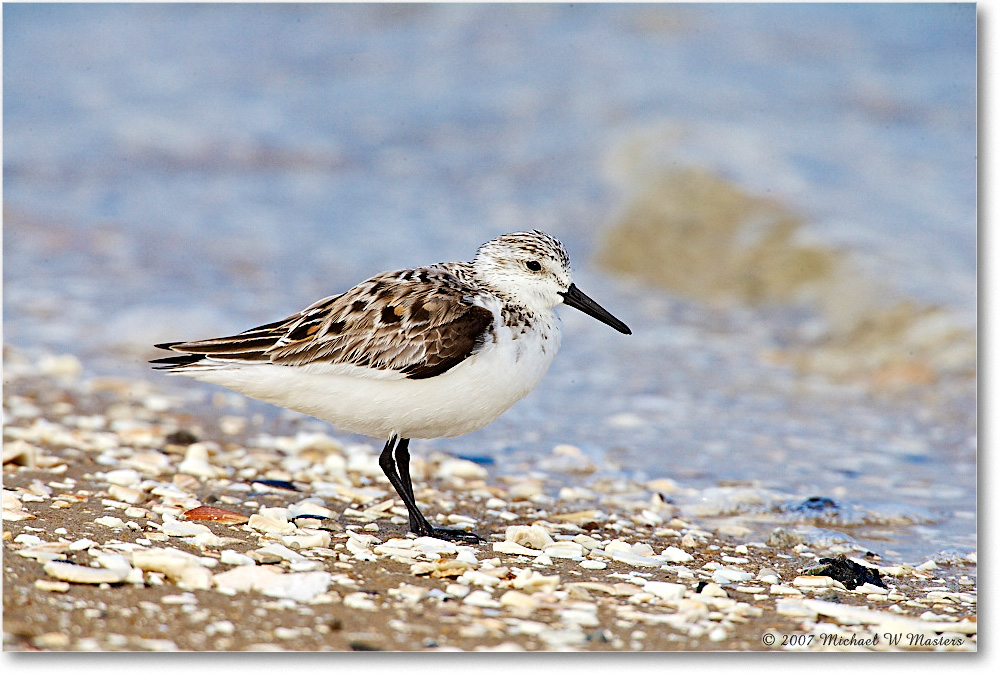 2007May_Sanderling_LittleTomsCove_E0K0746