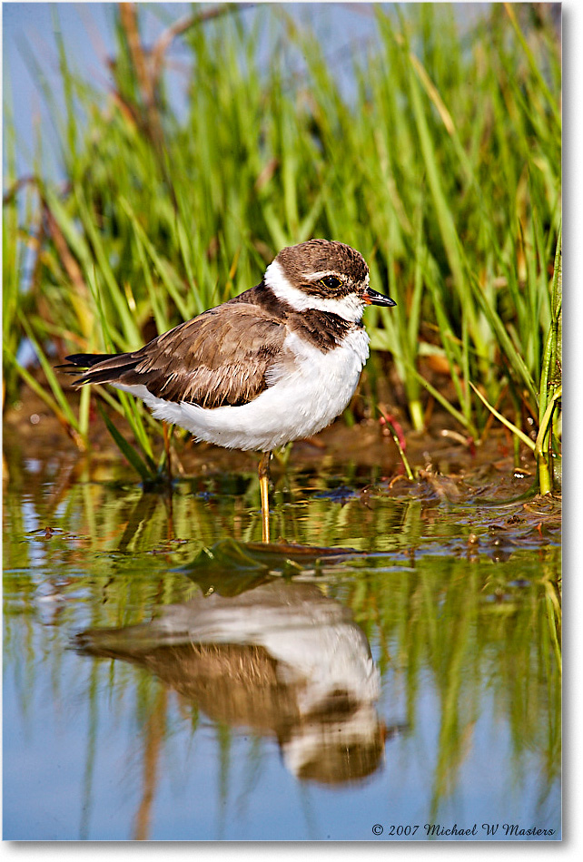 2007May_SemipalmatedPlover_Assateague_E0K0960