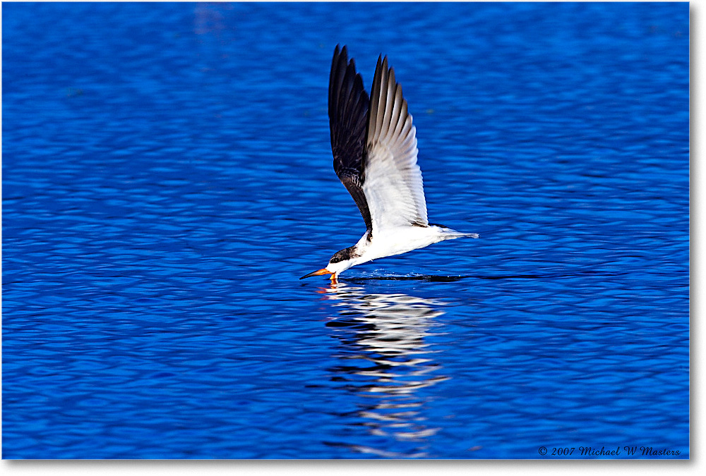 2007Nov_BlackNeckSkimmers_ChincoNWR-wll_E0K1906