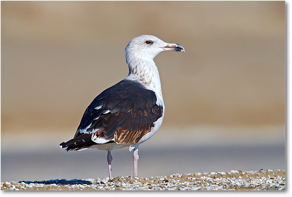 2007Nov_BlackbackGull_Assateague_E0K2531