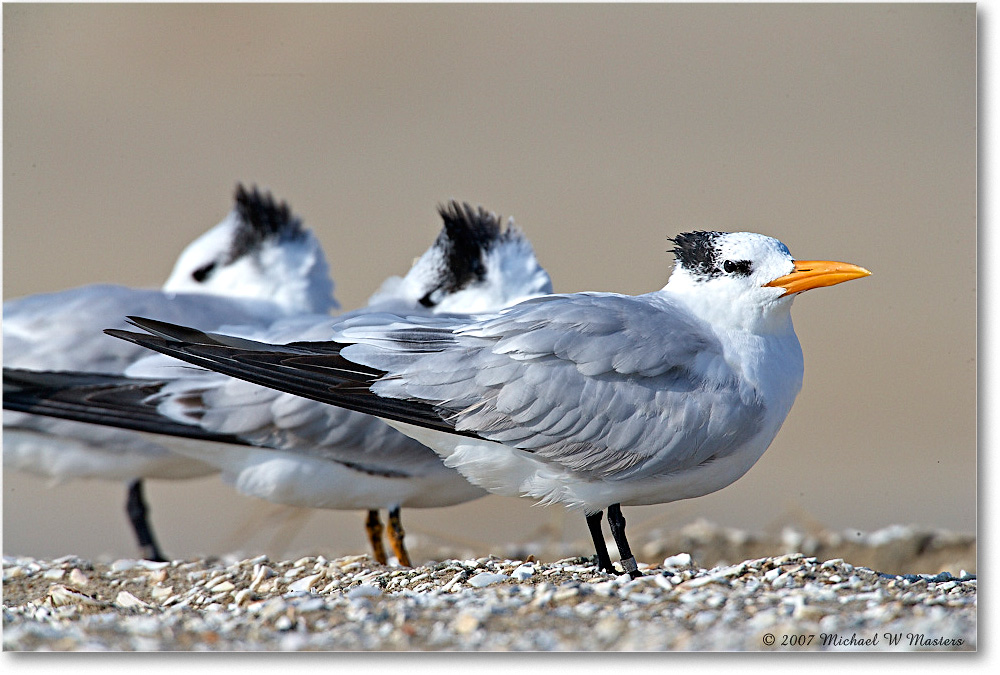 2007Nov_RoyalTern_Assateague_E0K2182