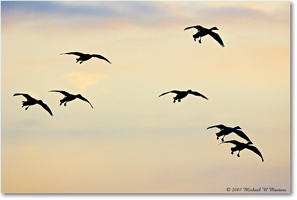 2007Nov_SnowGeese_ChincoNWR-sc_Y2F4895