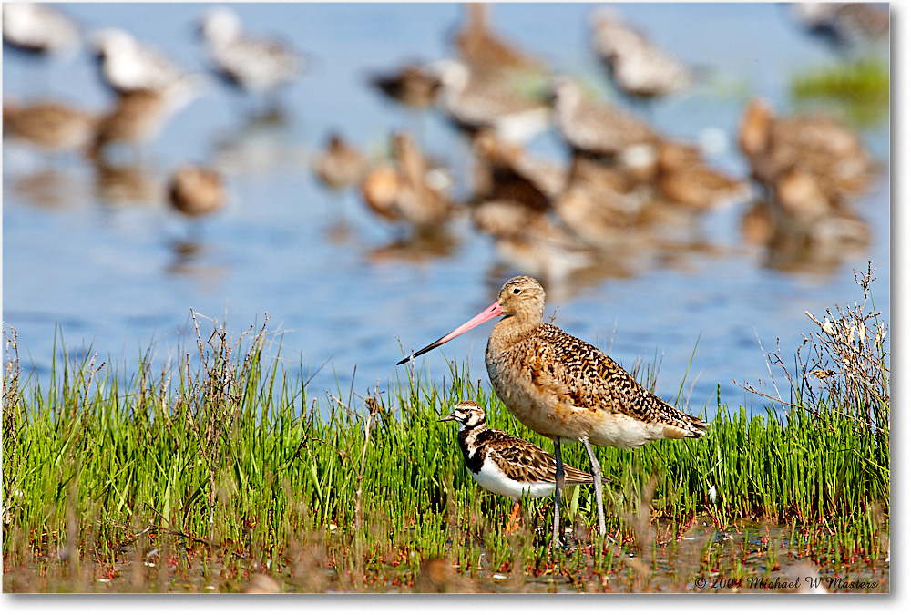 2009May_MarbledGodwit_Assateague_1S3A0216