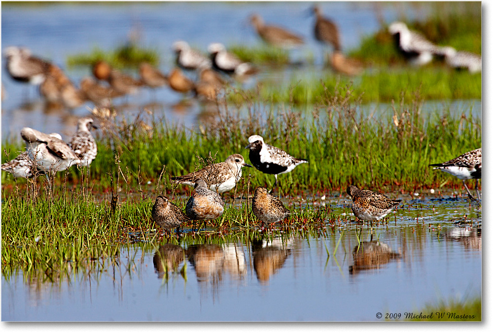 2009May_Shorebirds_Assateague_1S3A0172