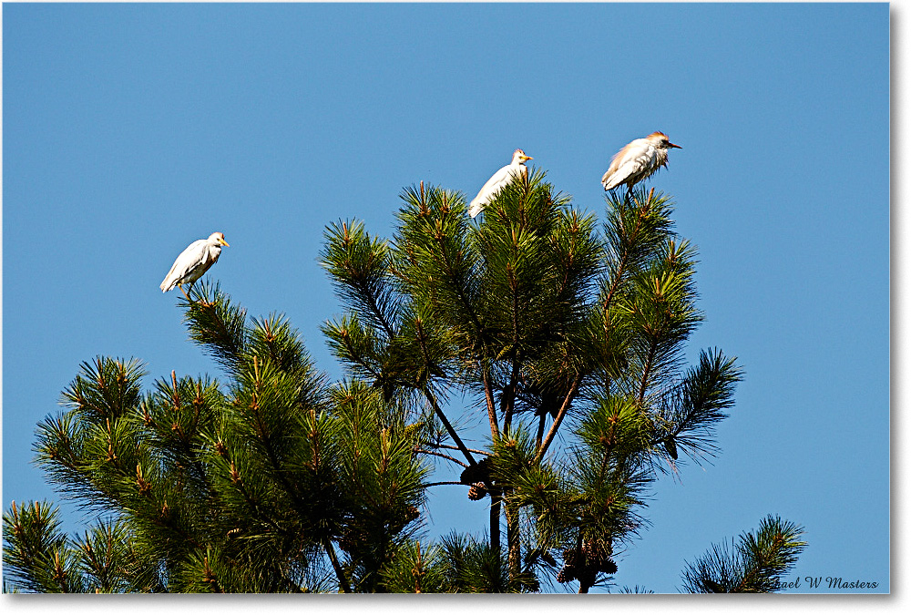 2010Jun_CattleEgrets_ChincoNWR_D4A0690