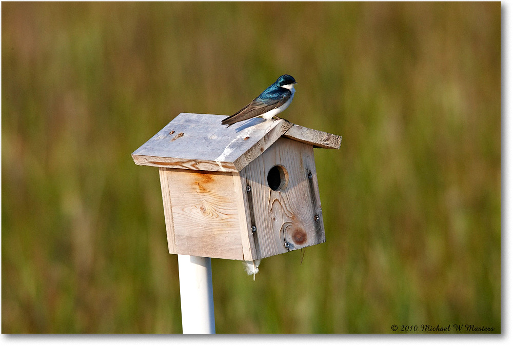 2010Jun_TreeSwallow_ChincoNWR_S3A2070