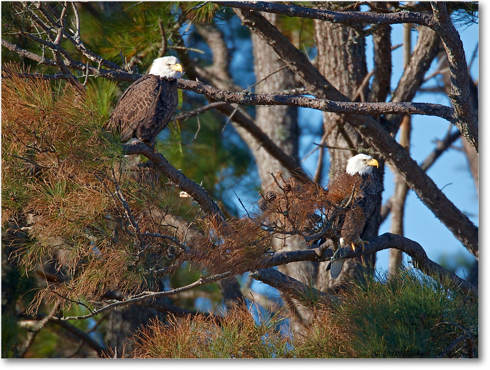 2010Nov_BaldEagles_ChincoNWR_S3A2834