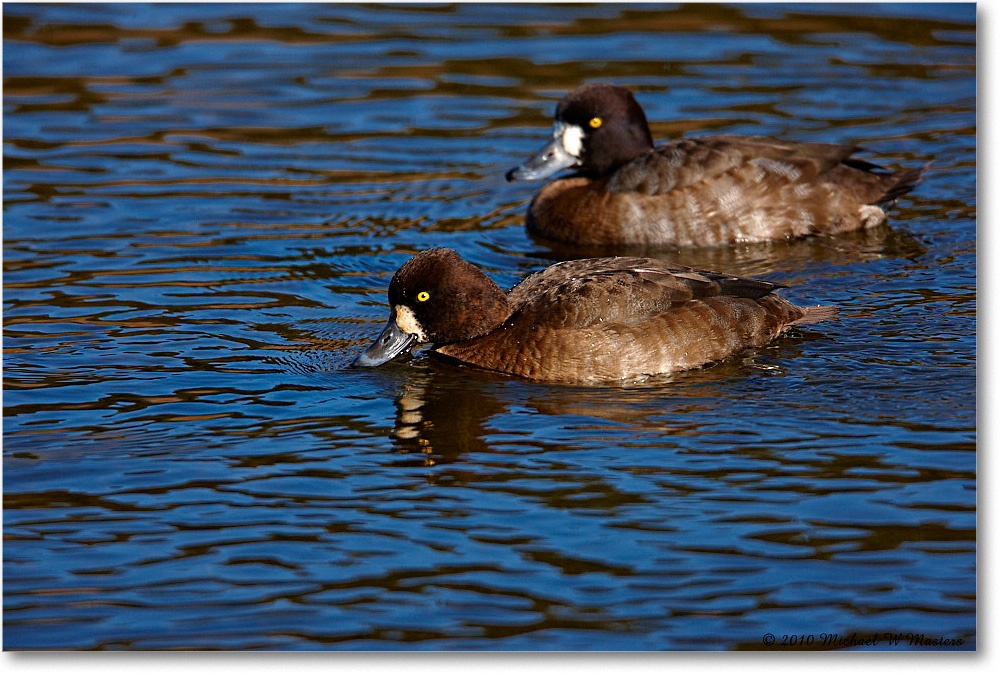 2010Nov_LesserScaup_ChincoNWR-ea_S3A3524