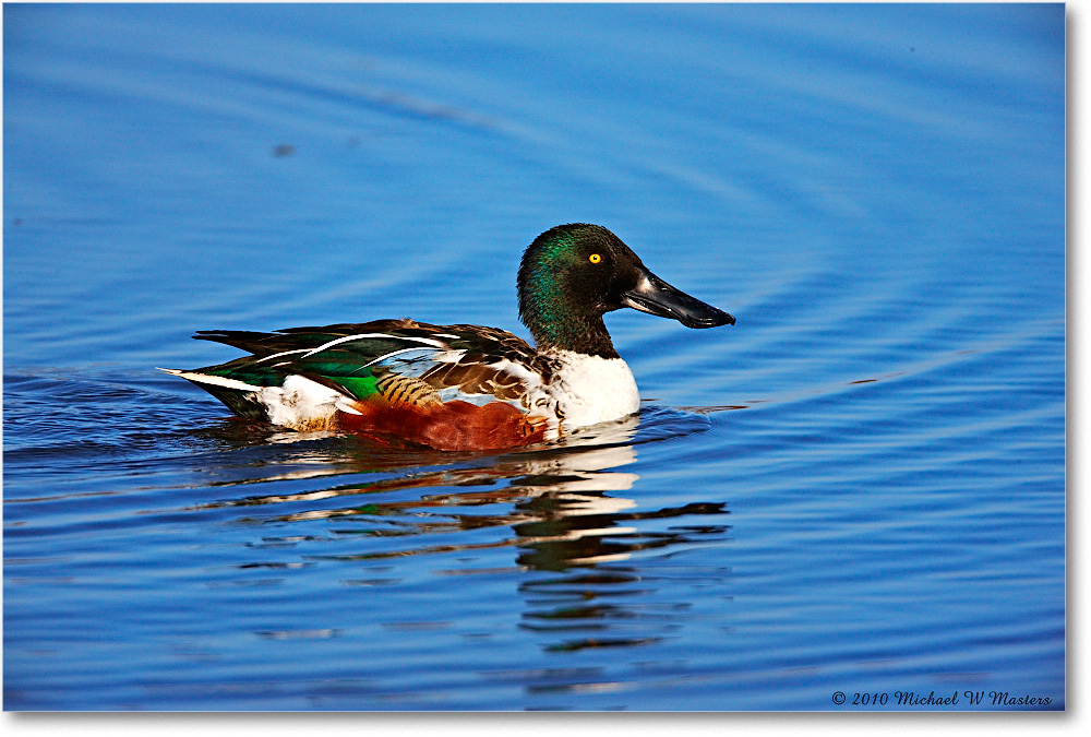 2010Nov_NorthernShovelerMale_ChincoNWR-wll_S3A3902