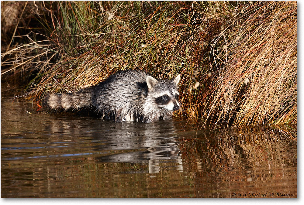 2010Nov_Raccoon_ChincoNWR-ea_S3A2826