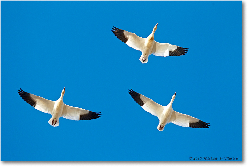 2010Nov_SnowGeese_ChincoNWR-sc_D4A1068