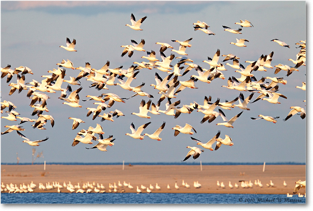 2010Nov_SnowGeese_ChincoNWR-sc_D4A1498