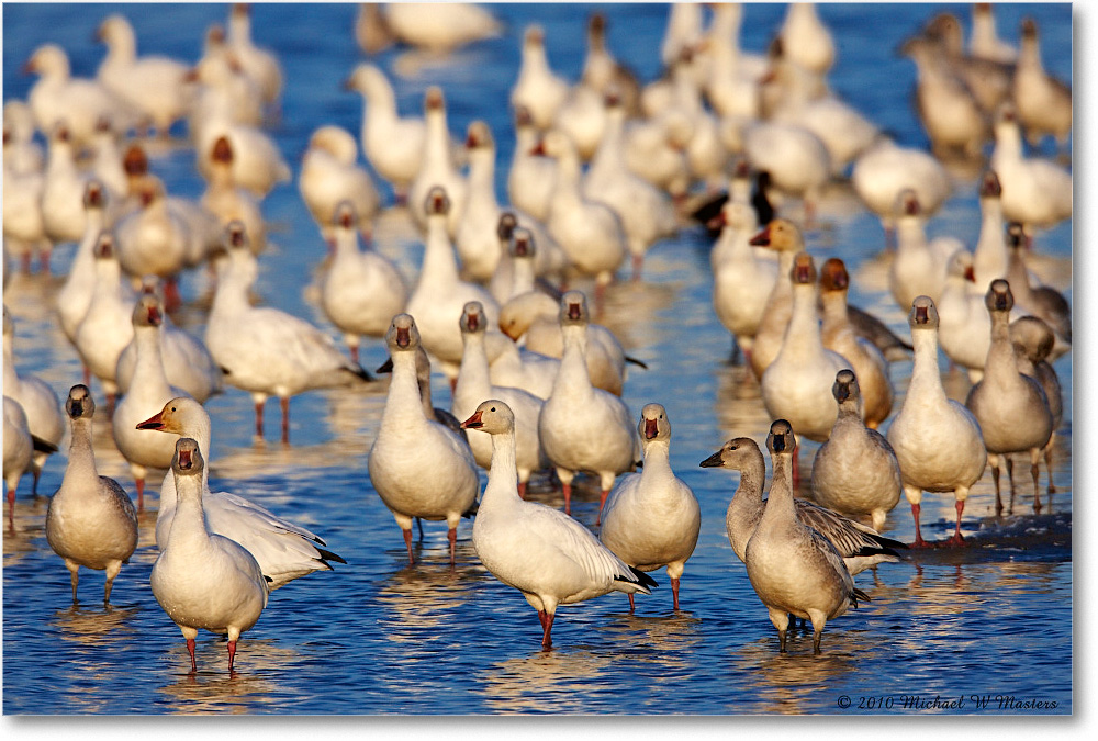 2010Nov_SnowGeese_ChincoNWR-sc_S3A3120