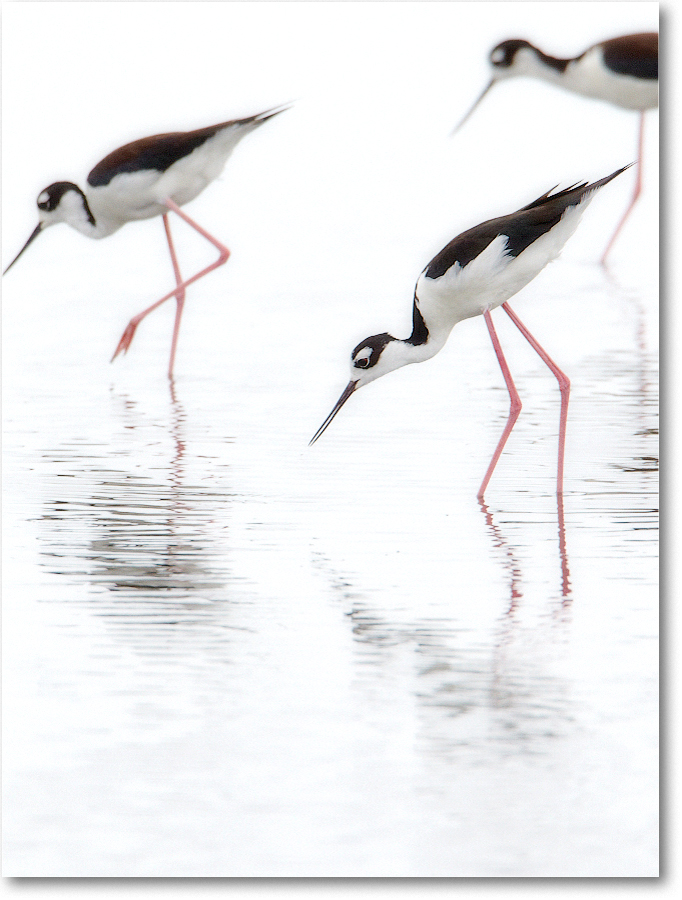 2012June_BlackneckedStilt-ChincoNWR-D4B1335