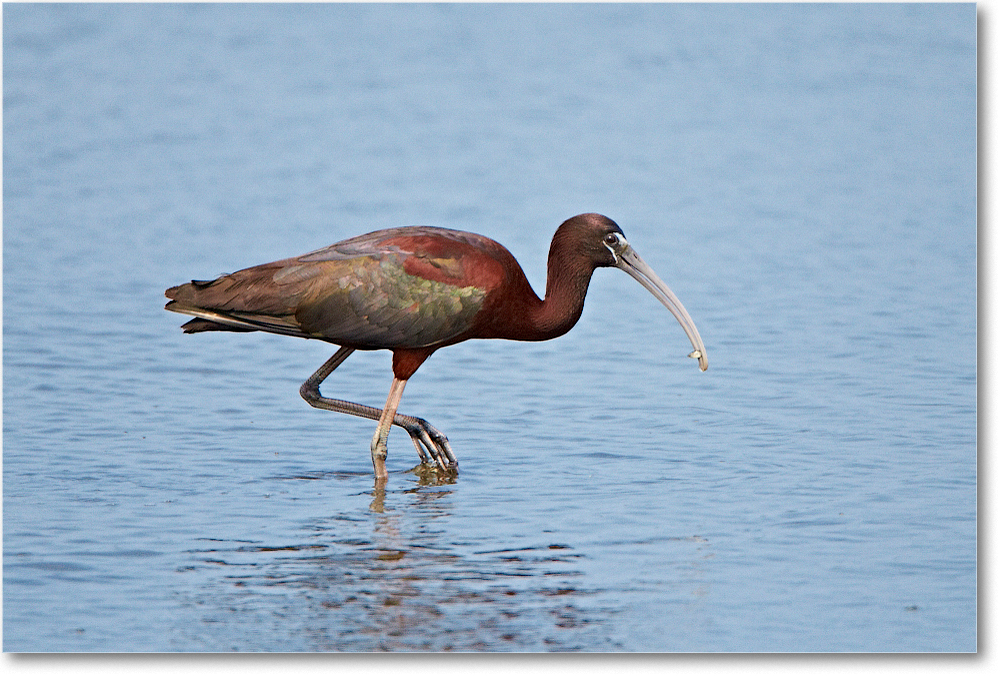 2012June_GlossyIbis-ChincoNWR-D4B1795