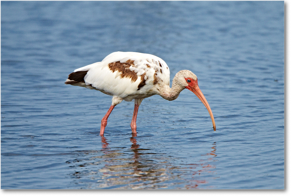 2012June_WhiteIbis-ChincoNWR-D4B1816