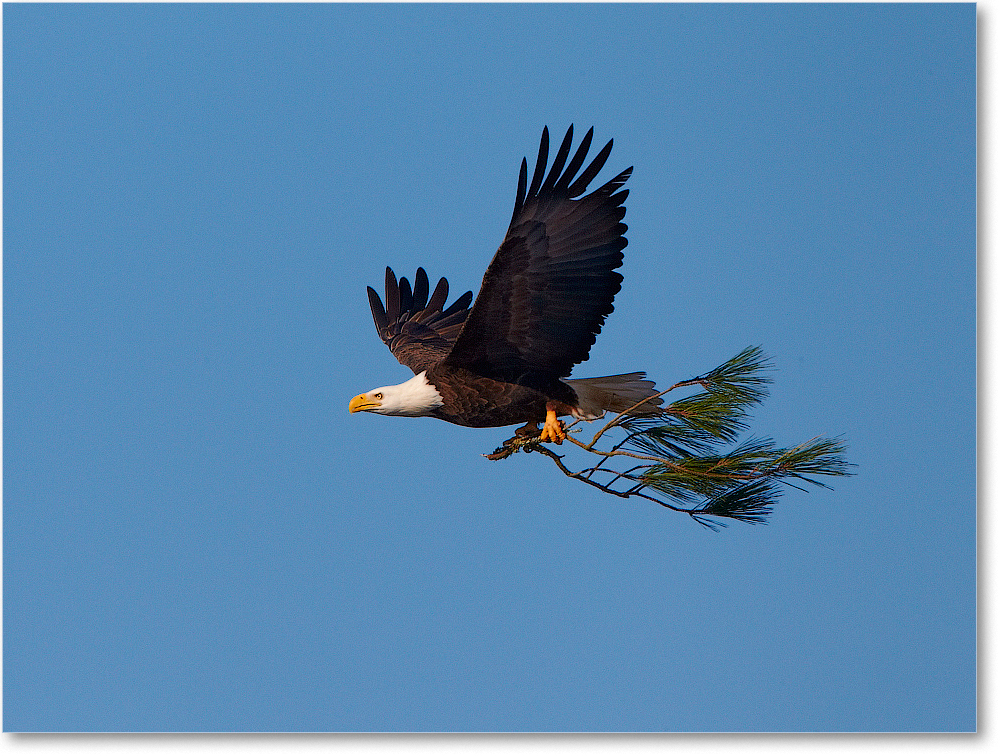 2012Nov_BaldEagle-ChincoNWR-D4C0753