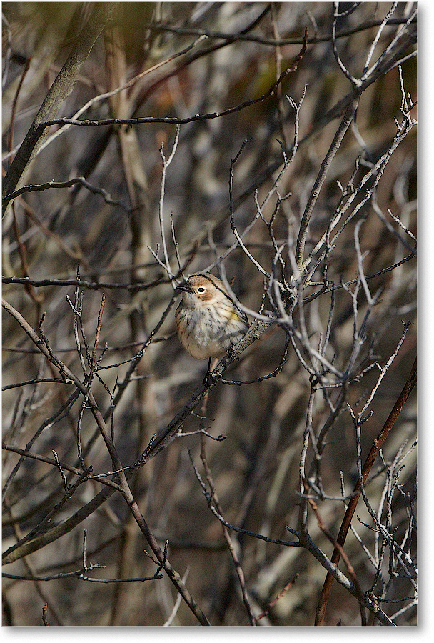 2012Nov_YellowRumpedWarbler-ChincoNWR-D5A0154