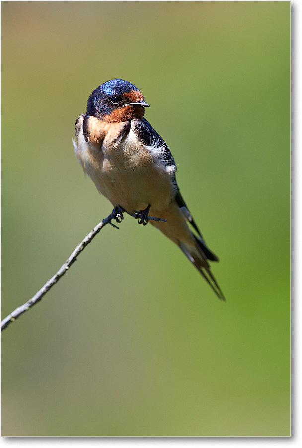 2014June_BarnSwallow-Chincoteague-2DXA0442