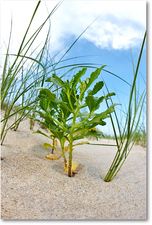 2014June_Beach-Assateague-S3A8057