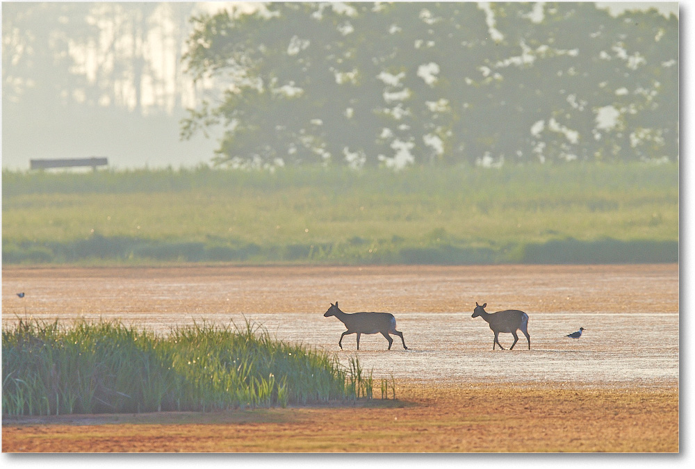 2014June_Deer-ChincoteagueNWR-1DXA0768