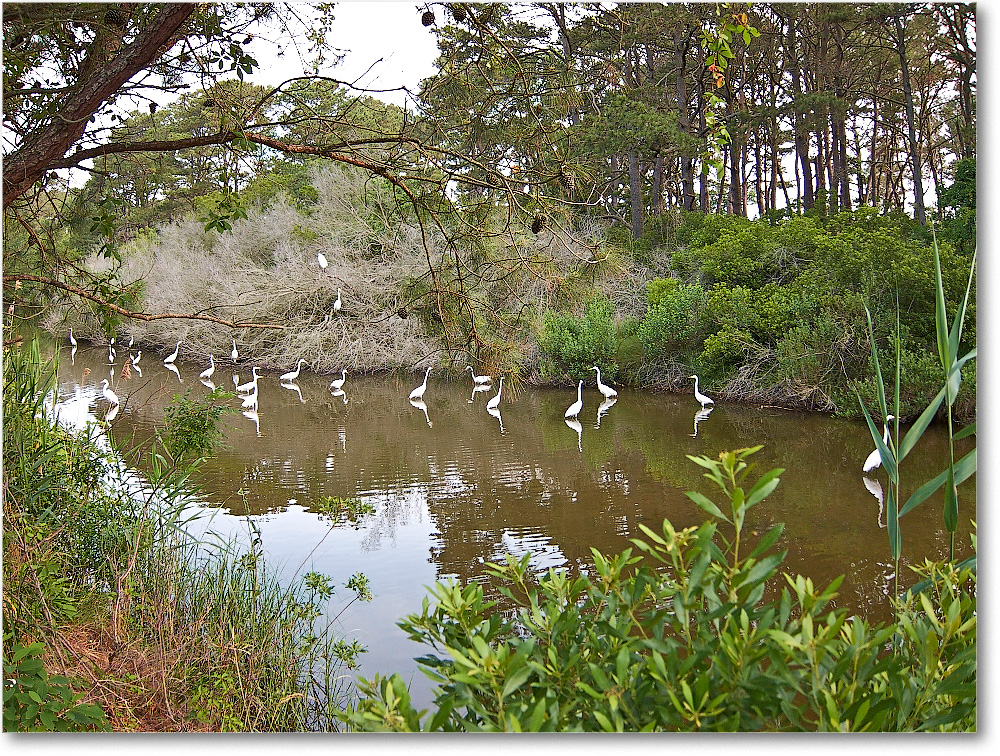 2014June_EgretAlley-ChincoteagueNWR-IMG_2767