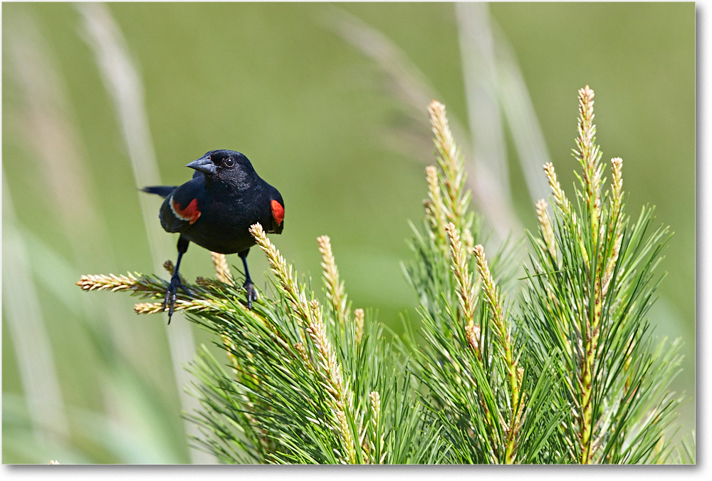 2015June_Red-wingedBlackbird_ChincoNWR_2DXA6520