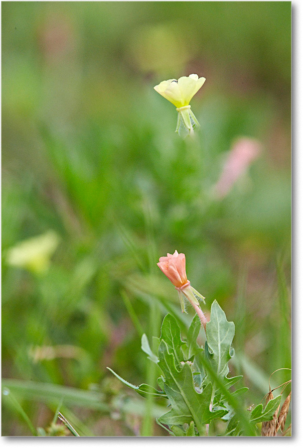 2015June_ShoreWildflowers_ChincoNWR_1DXA2527-28