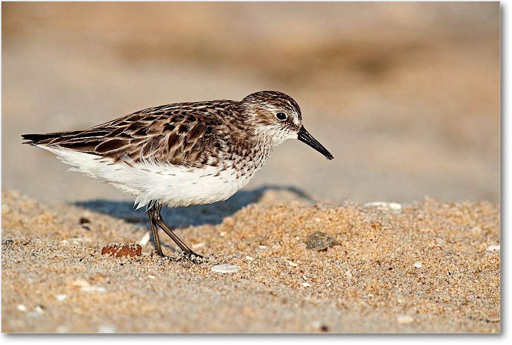 2016Jun_SemiPalmSandpiper_Assateague_3DXA0421