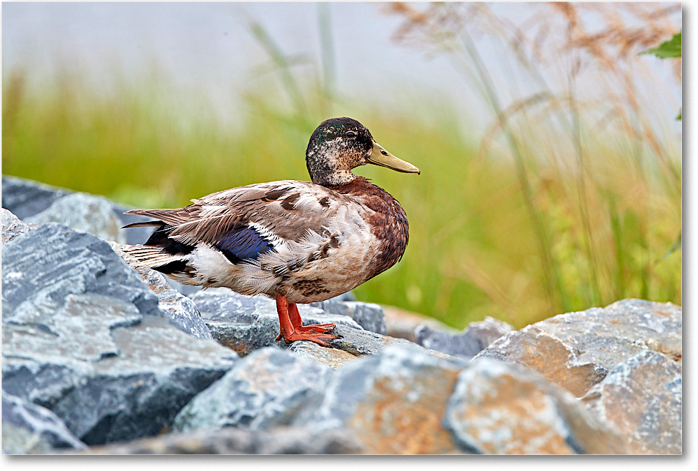 2017Jun_BlackDuck_ChincoNWR_4DXA7210