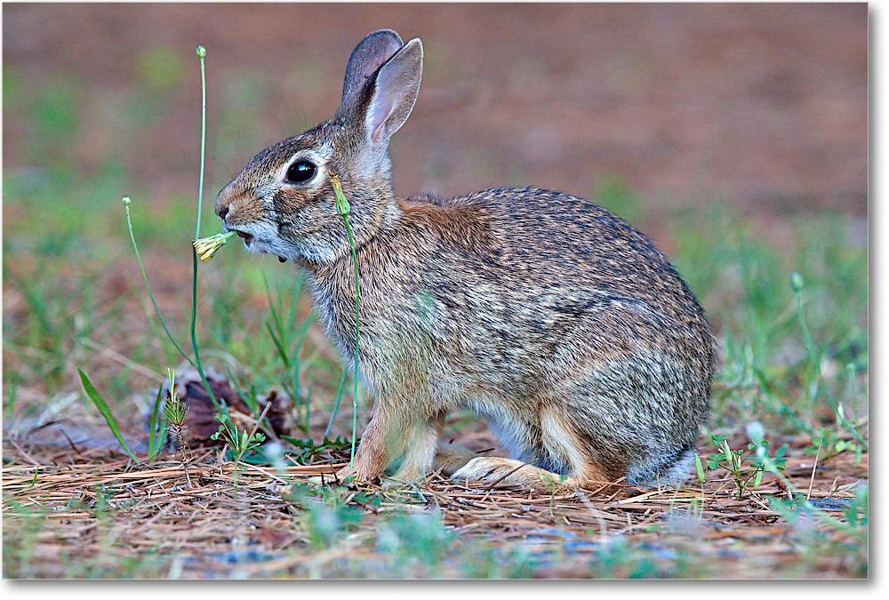 2017Jun_Rabbit_ChincoNWR_3DXA3487