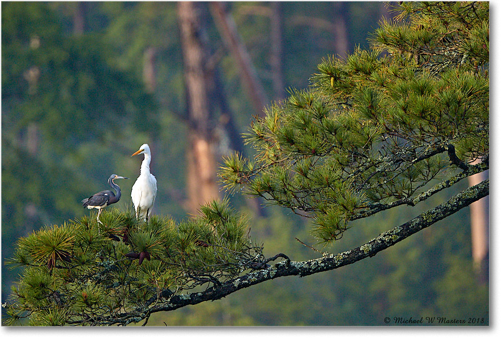 2018Jun_GreatEgretTricolorHeron_ChincoNWR_3DXA1128