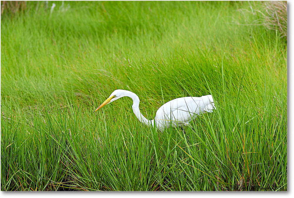 2018Jun_GreatEgret_ChincoNWR_3DXA0474