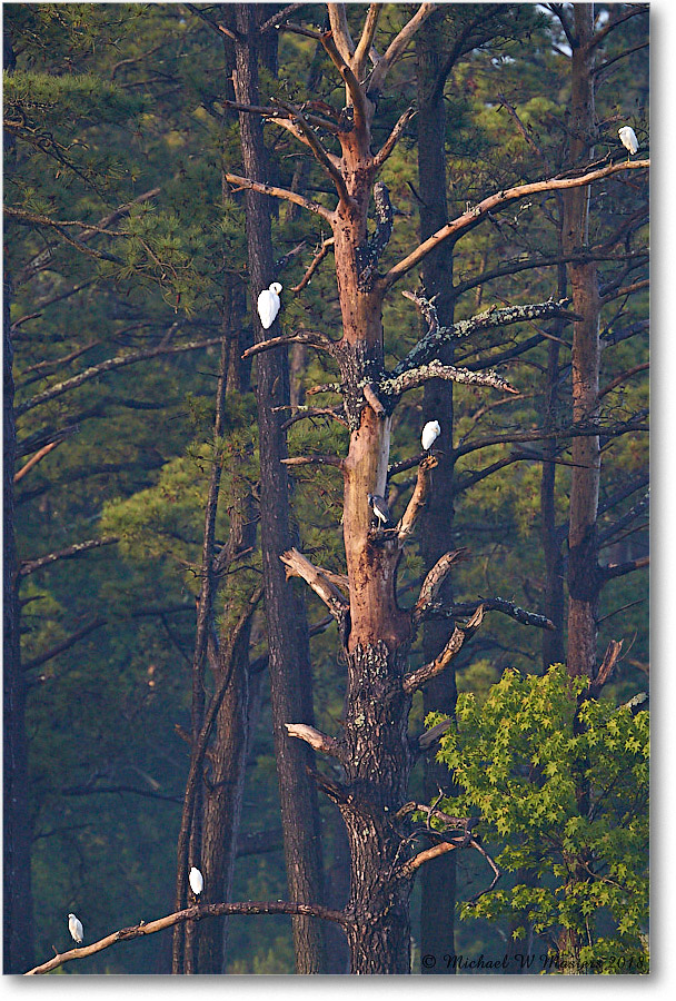 2018Jun_GreatEgret_ChincoNWR_3DXA1140