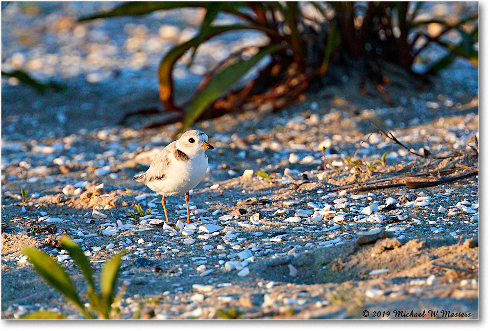 2019Jun_PipingPlover_Assateague_4DXB6433