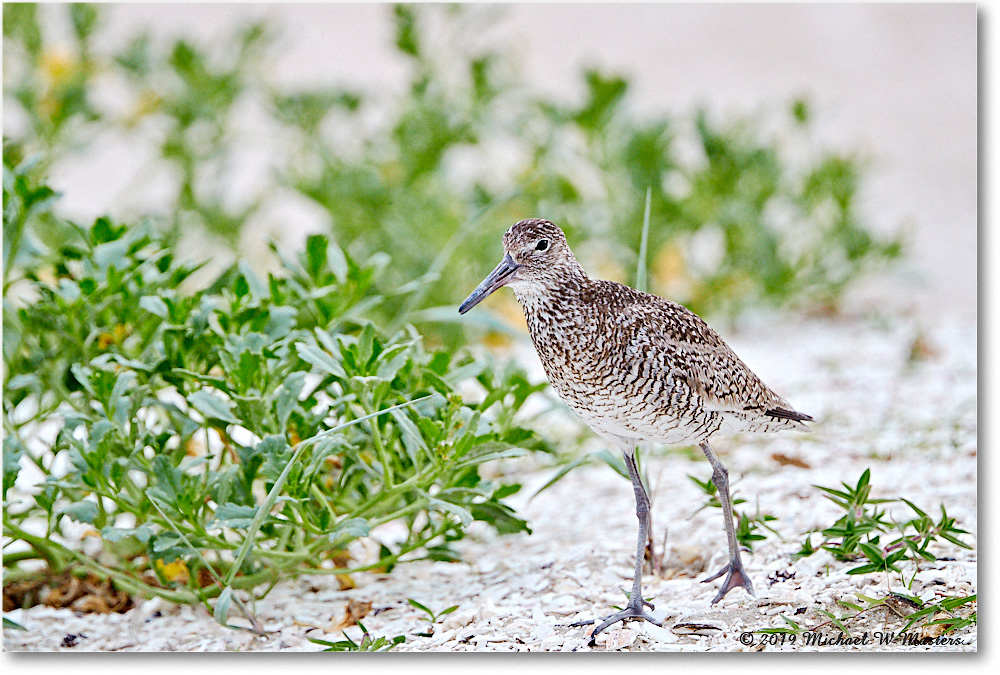 2019Jun_Willet_Assateague_4DXB6694