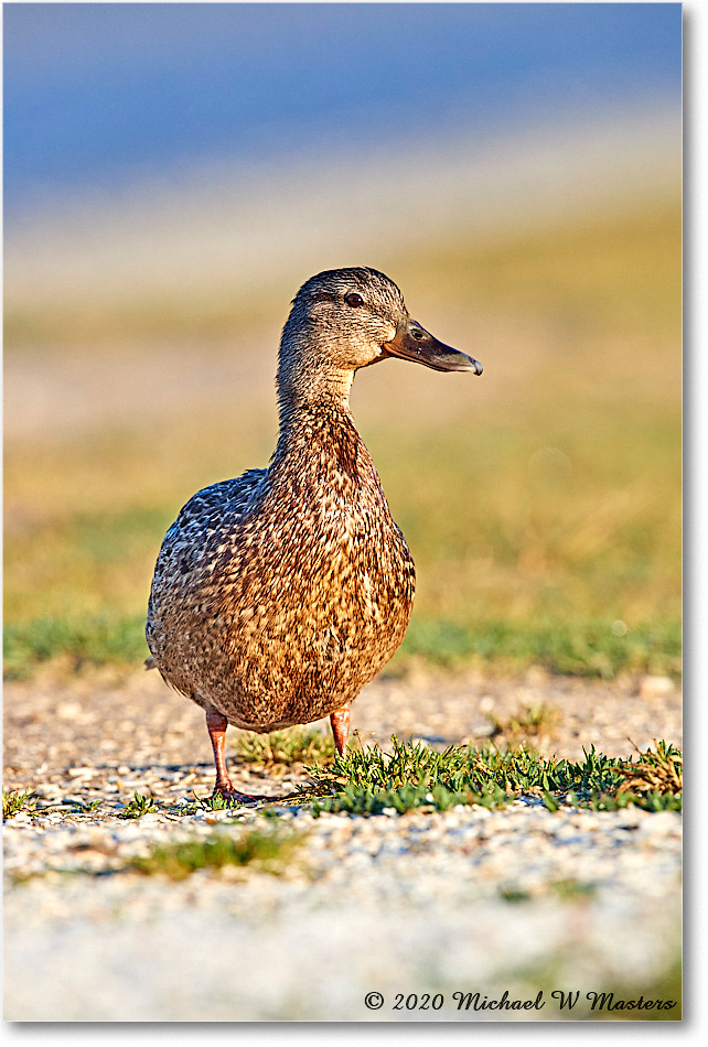 2020Jun_Mallard_ChincoNWR_3DXA4100