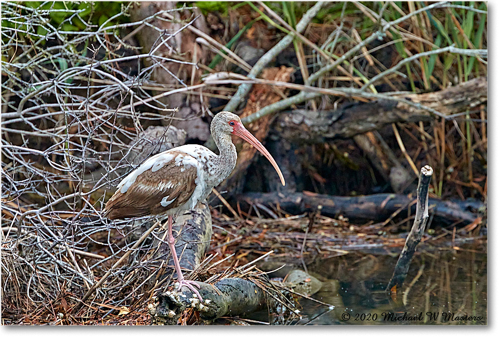 2020Jun_WhiteIbis_4DXB7308