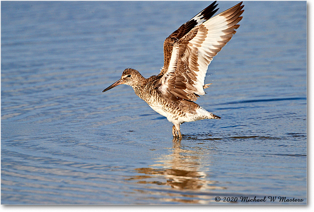 2020Jun_Willet_4DXB8304