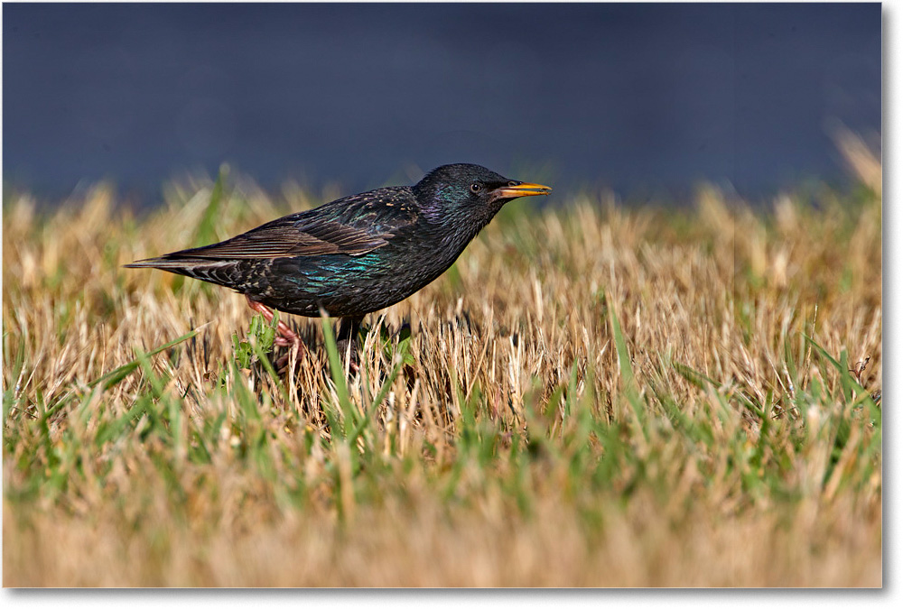 2020June_Starling_Chincoteague_4DXB7677