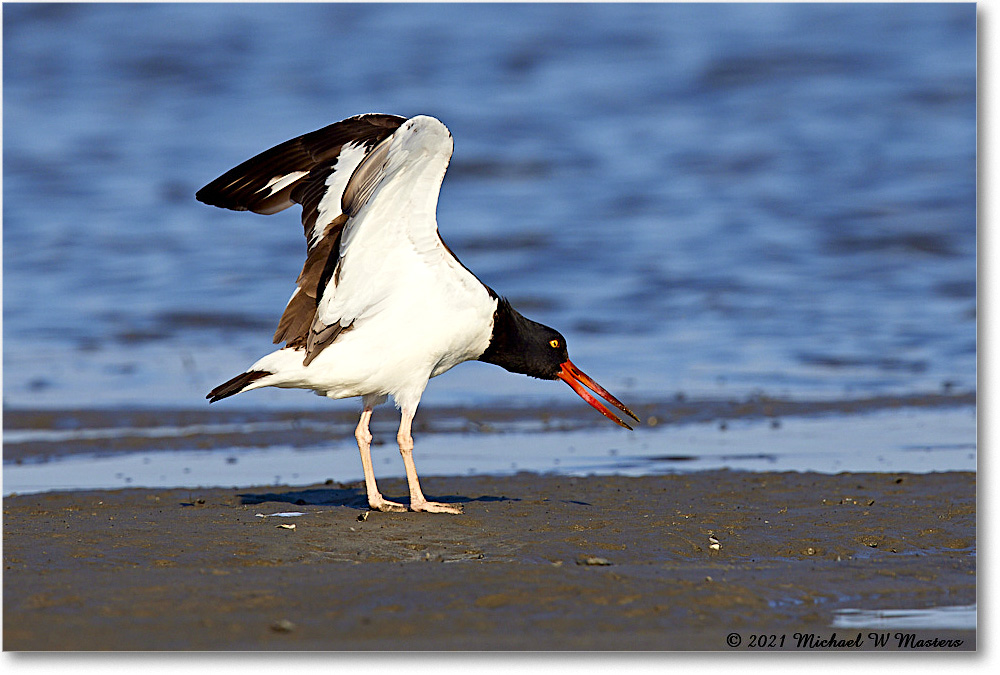 2021Jun_Oystercatcher_TomsCove_R5A03877