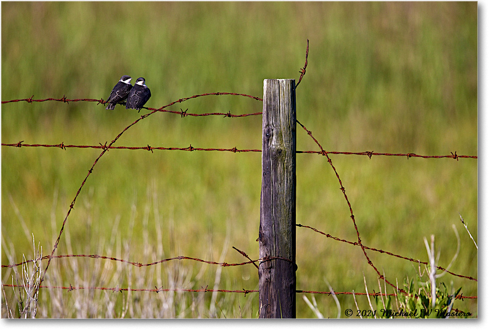 2021Jun_TreeSwallow_ChinclNWR_R5A05079