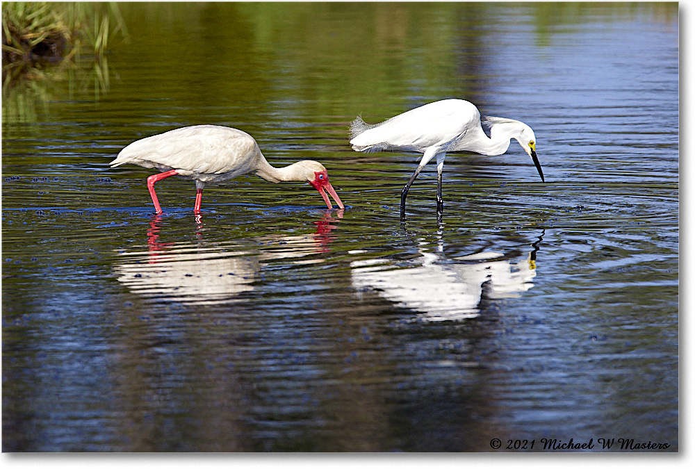 2021Jun_WhiteIbis&Snowy_ChincoNWR_R5A04393