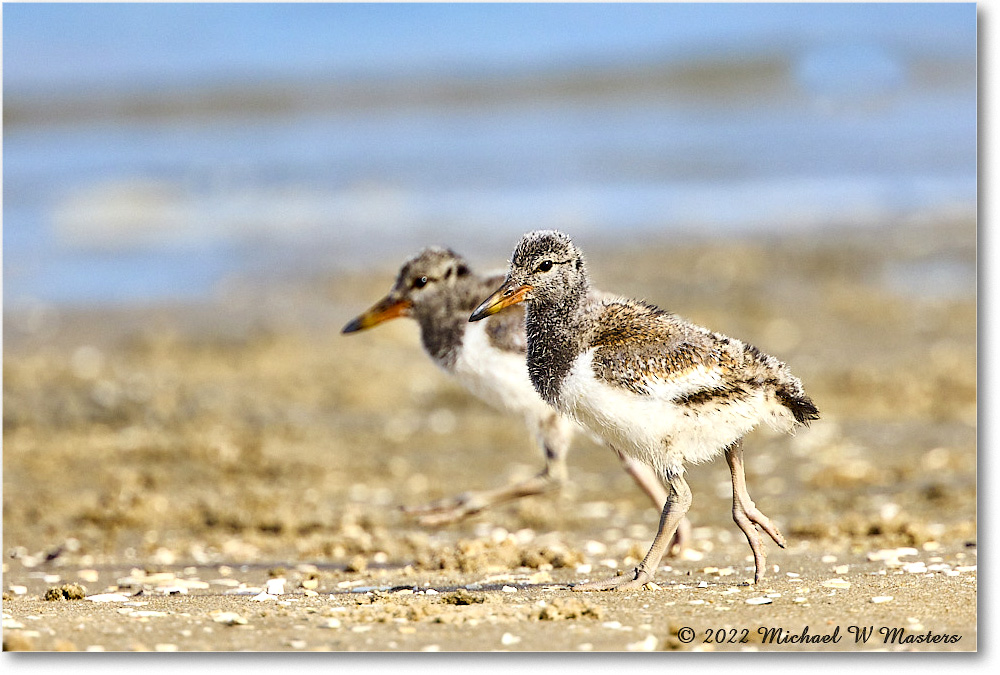 2022Jun_Oystercatcher_Assateague_R5A06978