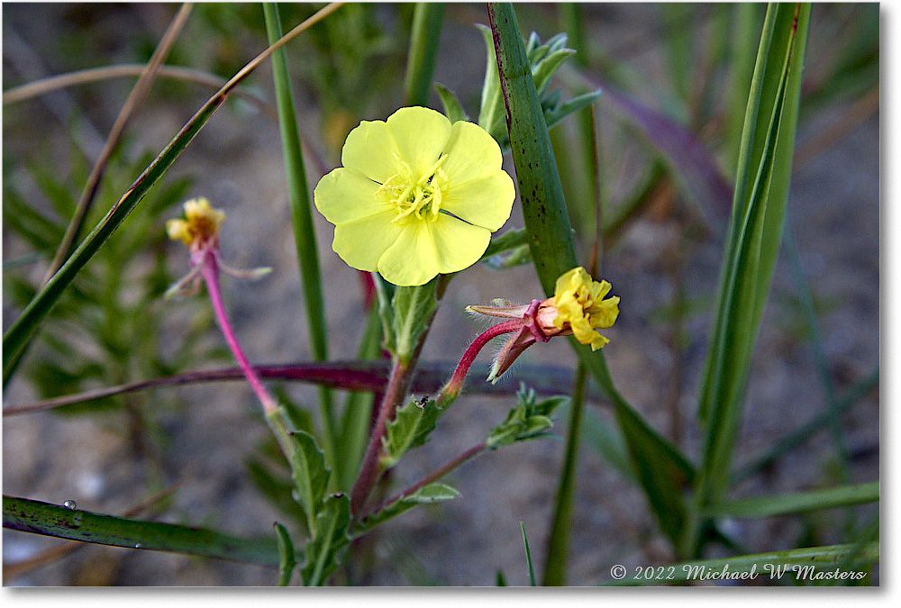 2022Jun_YellowFlower_ChincoNWR_5DB02516