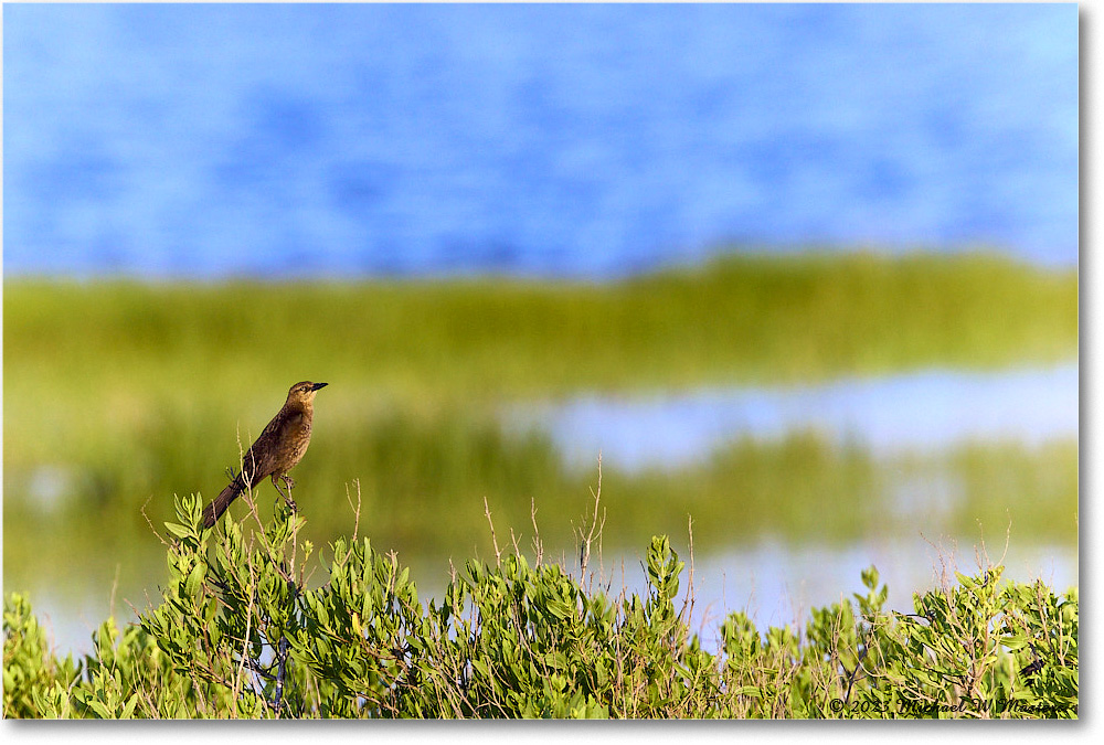 2023Jun_BoattailGrackle_Assateague_2023Jun_R5B10680