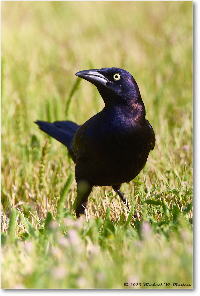 2023Jun_Grackle_ChincoNWR_2023Jun_R5B10316