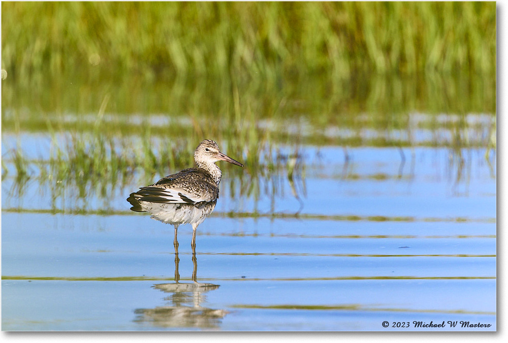 2023Jun_Willet_Assateague_2023Jun_R5B10990