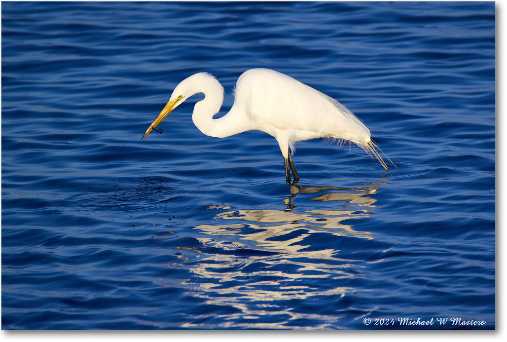 2024Jun_GreatEgret_ChincoNWR_2024Jun_R5B28118