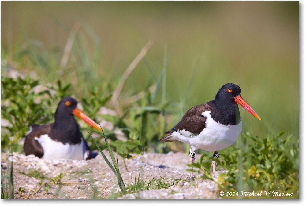 2024Jun_Oystercatcher_ChincoNWR_2024Jun_R5B28395